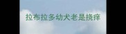 拉布拉多幼犬老是挠痒