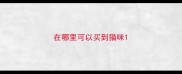在哪里可以买到猫咪