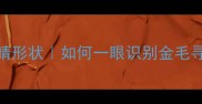边牧眼睛形状如何一眼识别金毛寻回犬