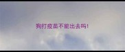 狗打疫苗不能出去吗