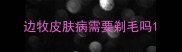 边牧皮肤病需要剃毛吗