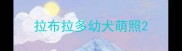 拉布拉多幼犬萌照
