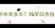 两公斤博美犬寿命有多长科学饲养指南与成长阶段
