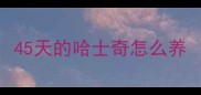 45天的哈士奇怎么养