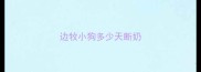 边牧小狗多少天断奶