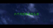 六个月的泰迪怎么养