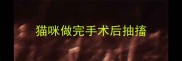 猫咪做完手术后抽搐