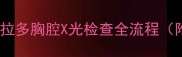 宠物主必看拉布拉多胸腔X光检查全流程附疾病预防指南