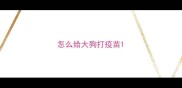 怎么给大狗打疫苗