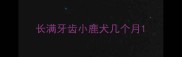 长满牙齿小鹿犬几个月