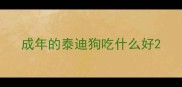成年的泰迪狗吃什么好
