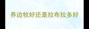 养边牧好还是拉布拉多好