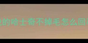 我的哈士奇不掉毛怎么回事