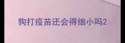 狗打疫苗还会得细小吗