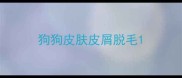 狗狗皮肤皮屑脱毛