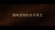 猫咪宠物的名字英文
