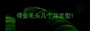 母金毛头几个月定型