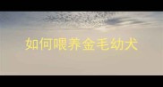 如何喂养金毛幼犬