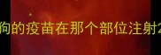 狗的疫苗在那个部位注射