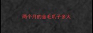 两个月的金毛爪子多大