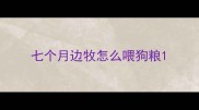 七个月边牧怎么喂狗粮