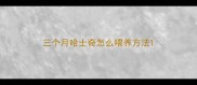 三个月哈士奇怎么喂养方法