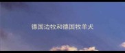 德国边牧和德国牧羊犬