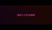 猫咪几月吃成猫粮