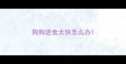 狗狗进食太快怎么办