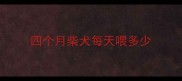 四个月柴犬每天喂多少