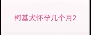 柯基犬怀孕几个月