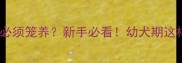 边牧50天必须笼养新手必看幼犬期这样养更健康
