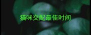 猫咪交配最佳时间