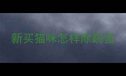 新买猫咪怎样除跳蚤