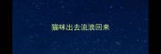 猫咪出去流浪回来