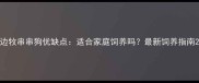 边牧串串狗优缺点适合家庭饲养吗最新饲养指南