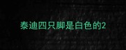 泰迪四只脚是白色的