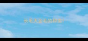 长毛犬金毛的种类