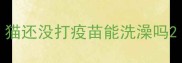 猫还没打疫苗能洗澡吗