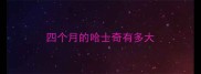 四个月的哈士奇有多大