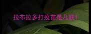 拉布拉多打疫苗是几联