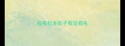 拉布拉多肚子有没有毛