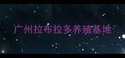 广州拉布拉多养殖基地