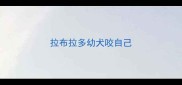 拉布拉多幼犬咬自己