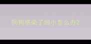 狗狗感染了细小怎么办