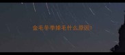 金毛冬季掉毛什么原因