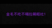 金毛不吃不喝拉稀呕吐