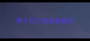 两个月三色边牧幼犬