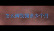 怎么辨别猫多少个月