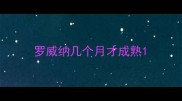 罗威纳几个月才成熟
